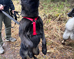 Собаки в Балашихе: Найдена Балашиха  Девочка, Бесплатно - фото 4