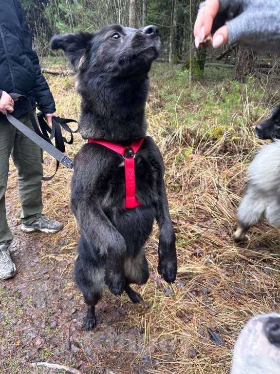 Собаки в Балашихе: Найдена Балашиха  Девочка, Бесплатно - фото 4