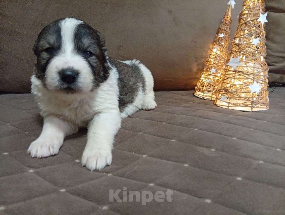 Собаки в Печоре: Щенки САО Девочка, 30 000 руб. - фото 9