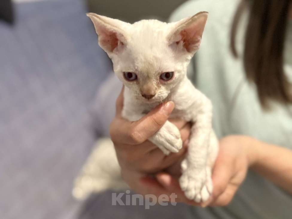 Кошки в Красногорске: Котята девон-рекс Девочка, 50 000 руб. - фото 6