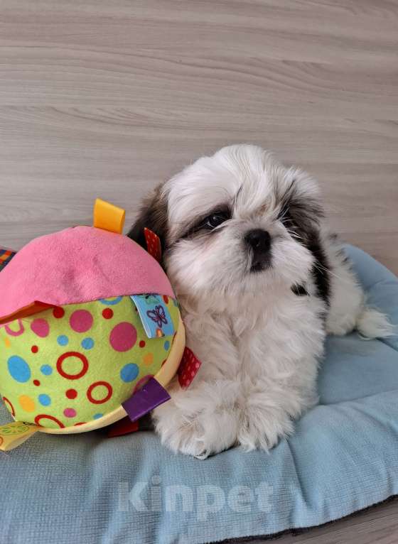 Собаки в Новороссийске: Щенки ши-тцу Мальчик, Бесплатно - фото 3