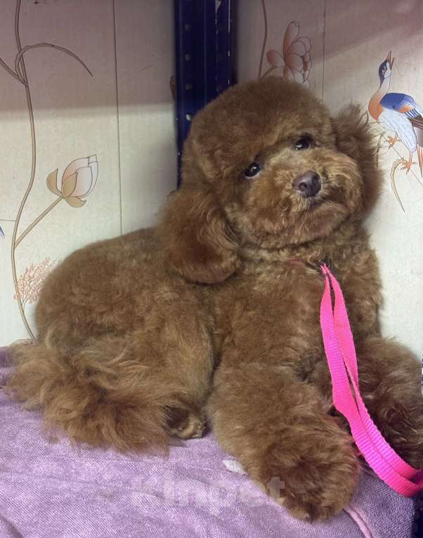 Собаки в Москве: Девочка пудель Девочка, 90 000 руб. - фото 2