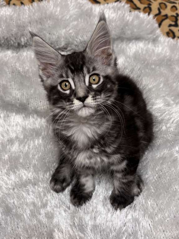 Кошки в Петергофе: Девочка красотка Девочка, 45 000 руб. - фото 4