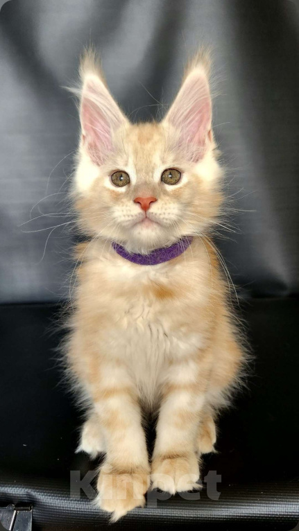 Кошки в Красногорске: Котенок мейн-кун  Мальчик, 60 000 руб. - фото 5