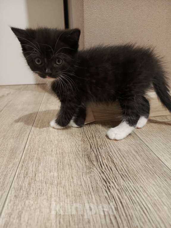 Кошки в Томске: Шотландский котёнок  Мальчик, Бесплатно - фото 2