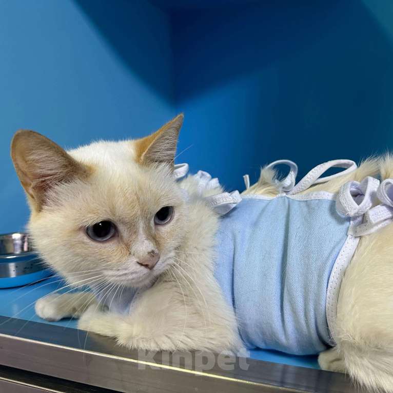 Кошки в Москве: Голубоглазая кошечка Девочка, Бесплатно - фото 3