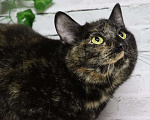 Кошки в Москве: Ищет дом очаровательная Вета Девочка, Бесплатно - фото 3