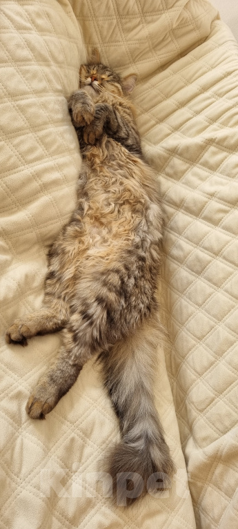 Кошки в Москве: Том и Джерри  Мальчик, 7 руб. - фото 8