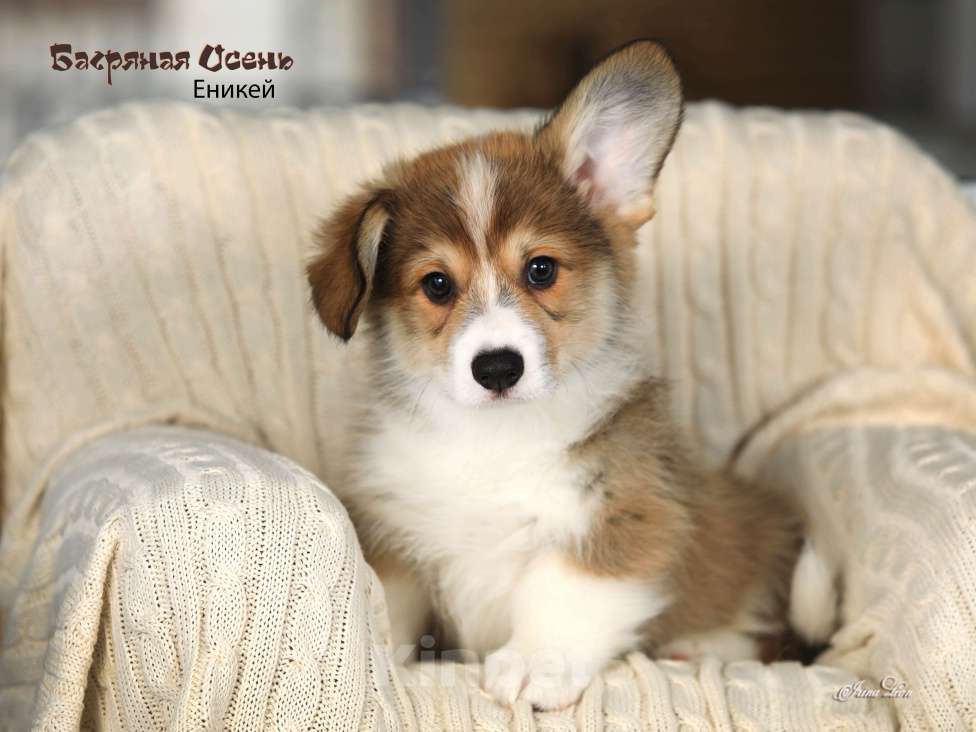 Собаки в других городах Московской области: Продаётся щенок вельш корги пемброк Мальчик, 80 000 руб. - фото 1