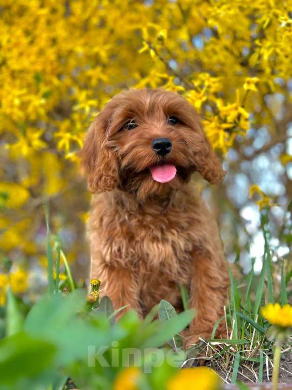 Собаки в Калининграде: Кокапу девочка  Девочка, 95 000 руб. - фото 4