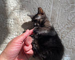 Кошки в Калуге: Котята в добрые ручки Мальчик, Бесплатно - фото 2