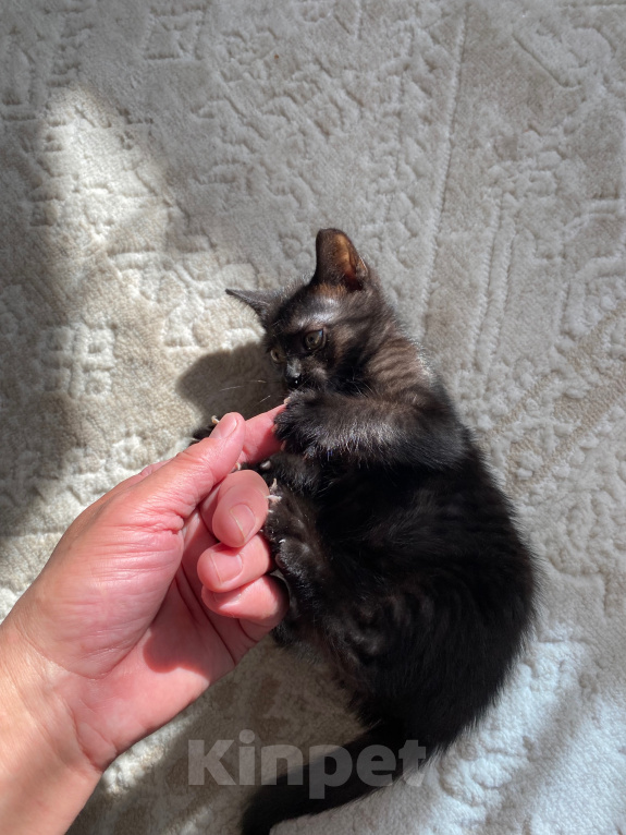 Кошки в Калуге: Котята в добрые ручки Мальчик, Бесплатно - фото 2