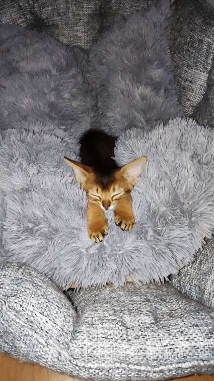 Кошки в Москве: Шикарные абиссинские котята питомника «ELDAMAR» Мальчик, 100 000 руб. - фото 10