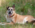 Собаки в Ногинске: Живёт в приюте уже не первый год тихая и скромная девочка. Зовут Дина. Девочка, Бесплатно - фото 8