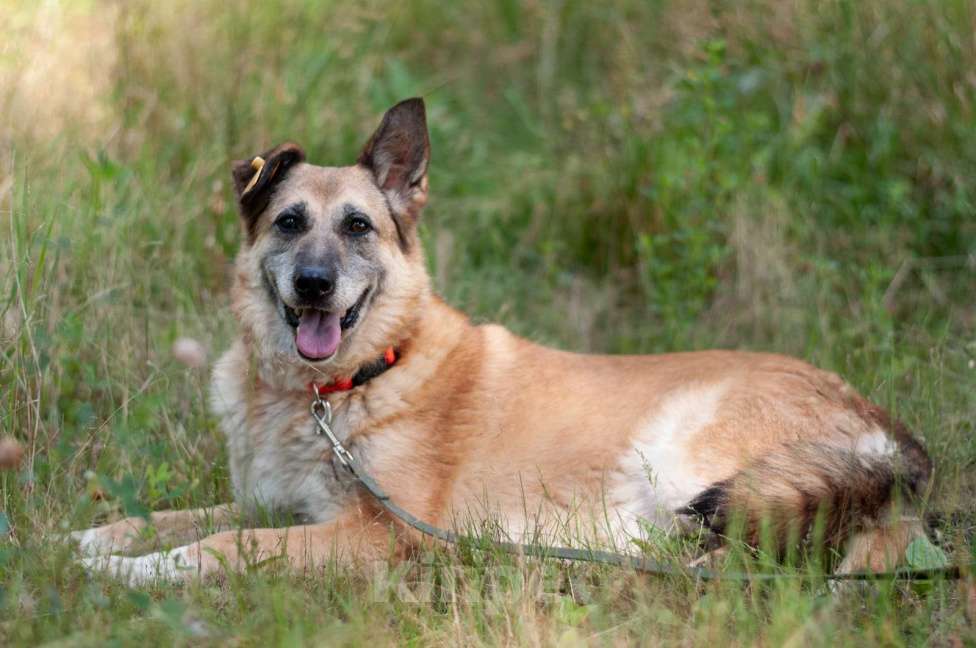 Собаки в Ногинске: Живёт в приюте уже не первый год тихая и скромная девочка. Зовут Дина. Девочка, Бесплатно - фото 8
