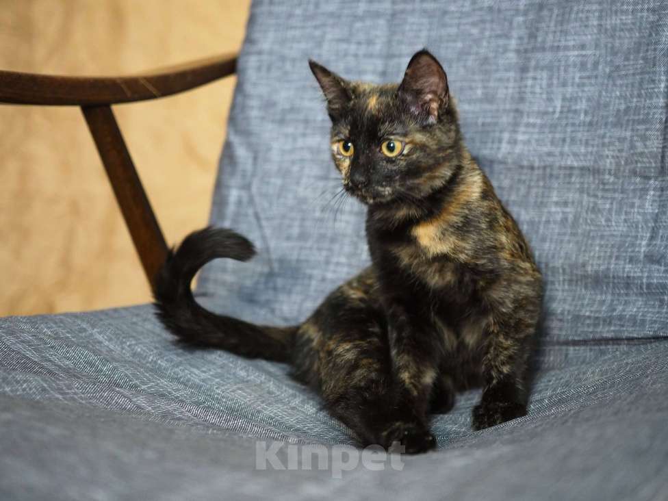 Кошки в Москве: Трехцветный котёнок Пеппи в добрые руки Девочка, 1 руб. - фото 8