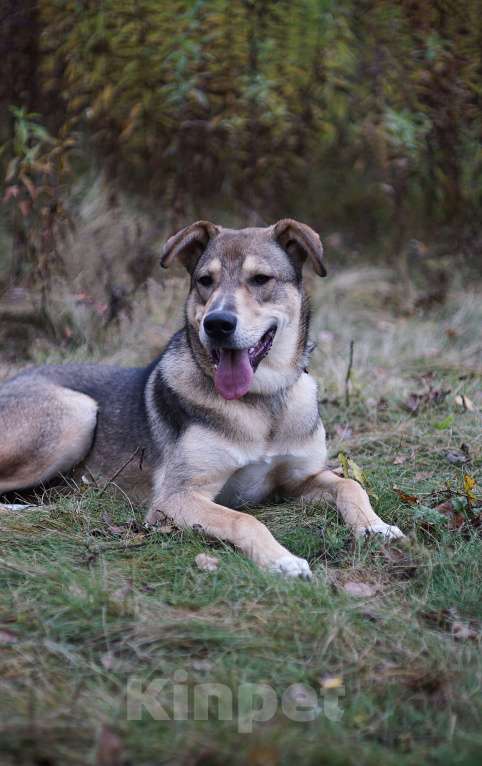 Собаки в Ногинске: Марти - веселый щенок в поиске дома Мальчик, Бесплатно - фото 5