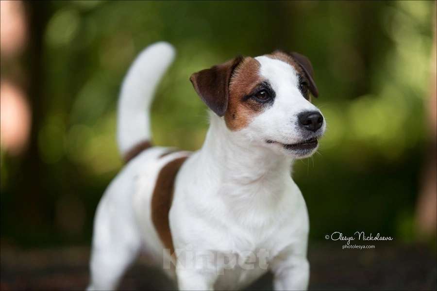 Собаки в Санкт-Петербурге: Щенок джек рассел терьера Девочка, 50 000 руб. - фото 3