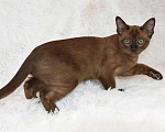 Кошки в Петергофе: тонкинские котята Девочка, 65 000 руб. - фото 1