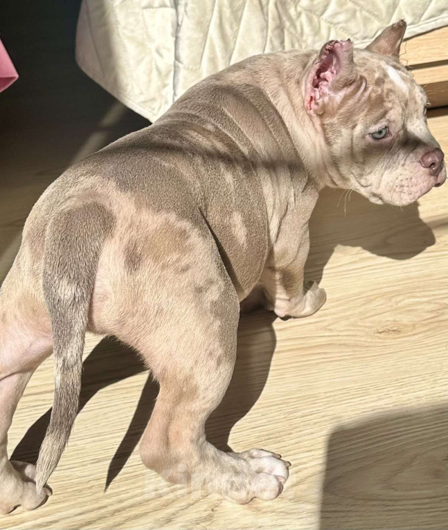 Собаки в Лыткарино: Мальчик Американский булли Мальчик, 200 000 руб. - фото 4