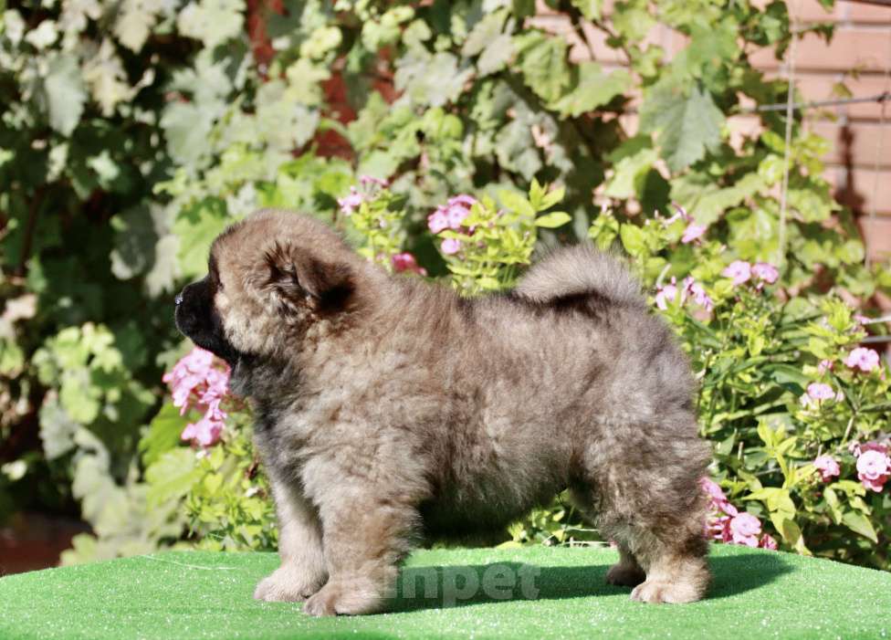 Собаки в Оренбурге: Щенок чау- Фокс Медиум Лайт  Мальчик, 80 000 руб. - фото 2