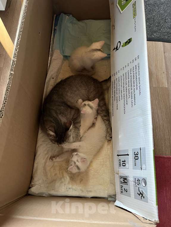 Кошки в Москве: Котята в добрые руки бесплатно  Мальчик, Бесплатно - фото 5