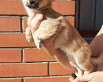 Собаки в Чапаевске: щенок чихуахуа Девочка, 40 000 руб. - фото 1