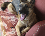 Собаки в Одинцово: Веник ищет дом Мальчик, Бесплатно - фото 3
