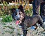Собаки в Москве: Лилу - веселая небольшая собака в добрые руки Девочка, 100 руб. - фото 3