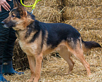 Собаки в Москве: 5 щенков от немецкой овчарки ищут дом Девочка, Бесплатно - фото 5