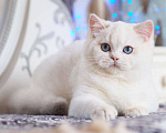 Кошки в Москве: Британский котенок Вьюга Девочка, 140 000 руб. - фото 10