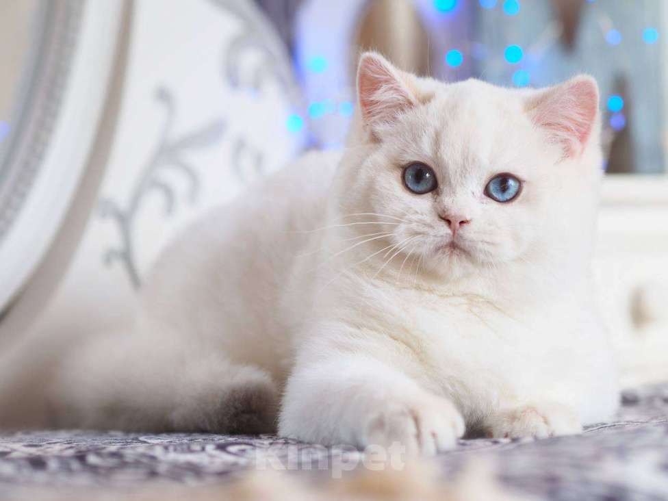 Кошки в Москве: Британский котенок Вьюга Девочка, 140 000 руб. - фото 10