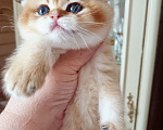 Кошки в Москве: Красавчик Мальчик, 25 000 руб. - фото 2