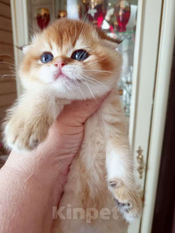 Кошки в Москве: Красавчик Мальчик, 25 000 руб. - фото 2