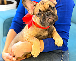 Собаки в Москве: Девочка французский бульдог Девочка, 50 руб. - фото 3