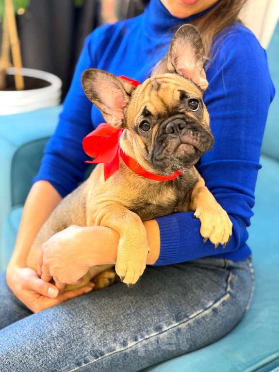 Собаки в Москве: Девочка французский бульдог Девочка, 50 руб. - фото 3