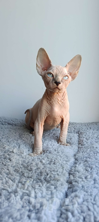 Кошки в Нефтекамске: Котенок Эльф- страйт!  Мальчик, 25 000 руб. - фото 5