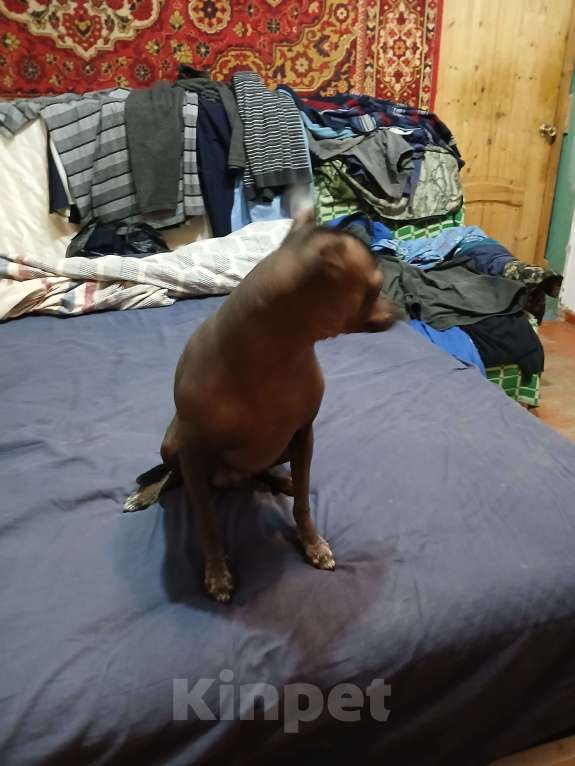 Собаки в Горячем Ключе: Ищу невесту Мальчик, 1 700 000 руб. - фото 3