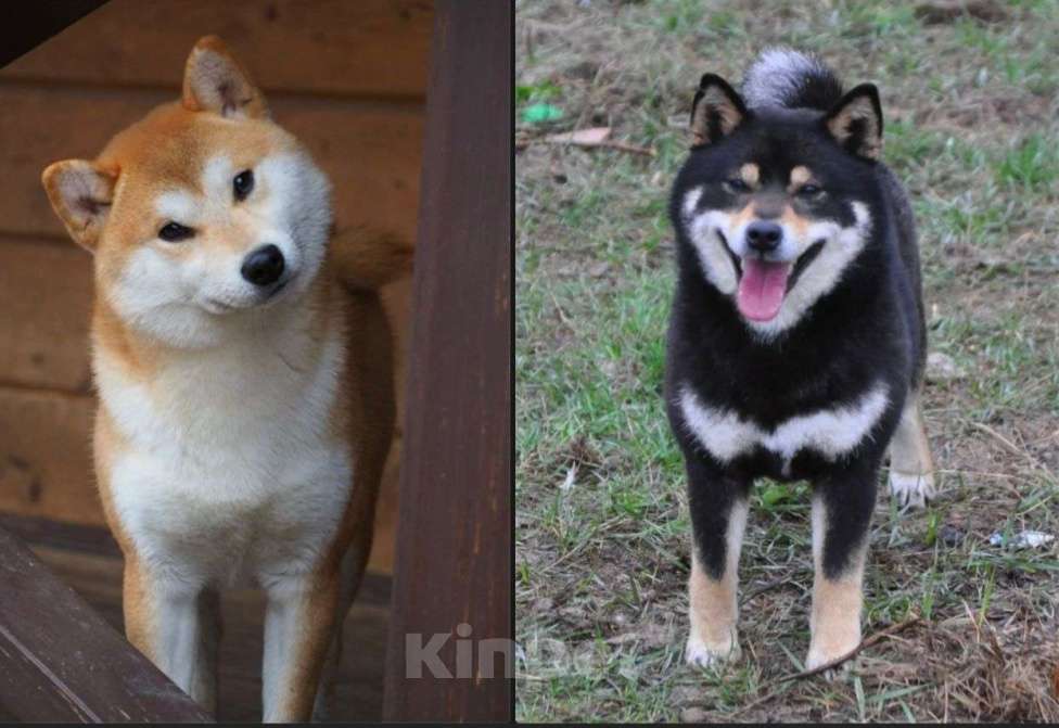 Собаки в Москве: Сиба-ину, 3 месяца Девочка, 100 000 руб. - фото 2