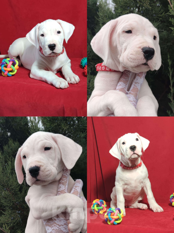 Собаки в других городах Краснодарского края: Продаются Щенки Аргентинского Дога  Мальчик, 40 000 руб. - фото 7