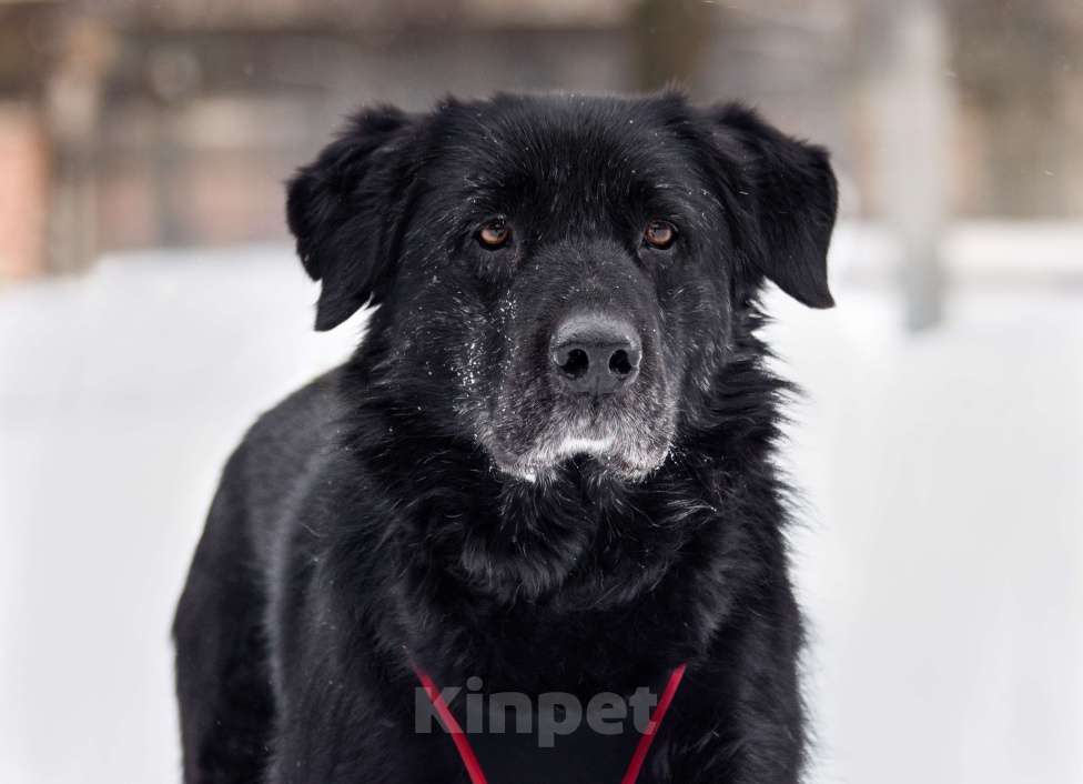 Собаки в других городах Московской области: Спокойный мишка Мальчик, Бесплатно - фото 7