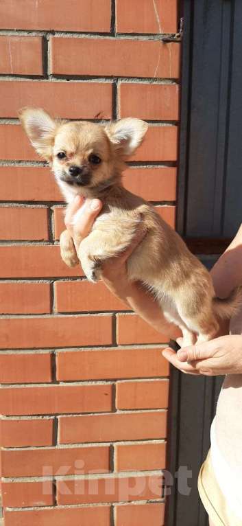 Собаки в Чапаевске: щенок чихуахуа Девочка, 40 000 руб. - фото 1