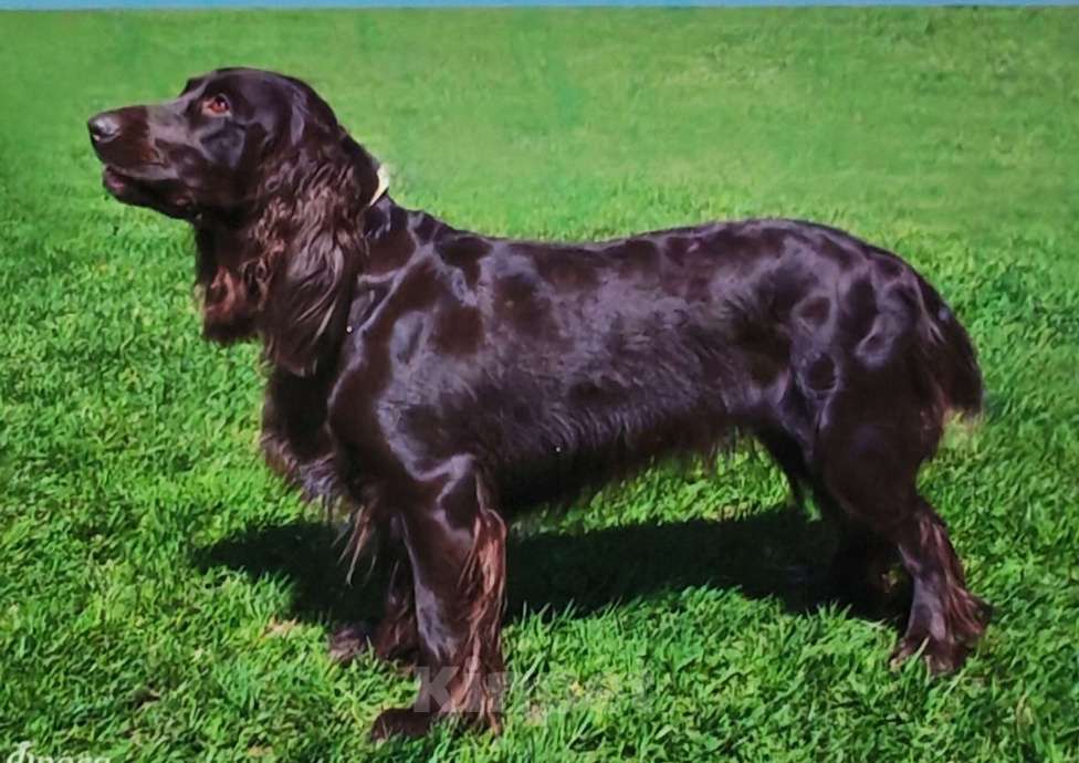 Собаки в Санкт-Петербурге: Чистокровные щенки Русского охотничьего спаниеля с родословной. Мальчик, 45 000 руб. - фото 7