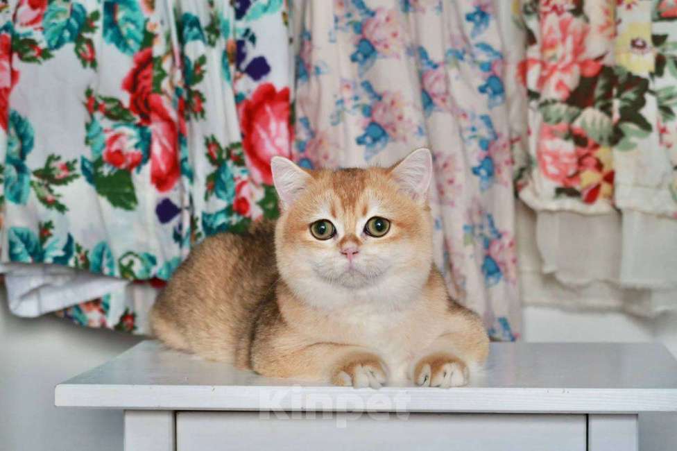 Кошки в Москве: Британский мальчик Равиоли Мальчик, 55 000 руб. - фото 6