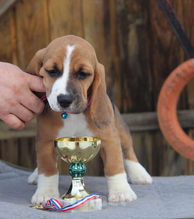 Собаки в других городах Московской области: Сука бигль Девочка, 50 000 руб. - фото 3