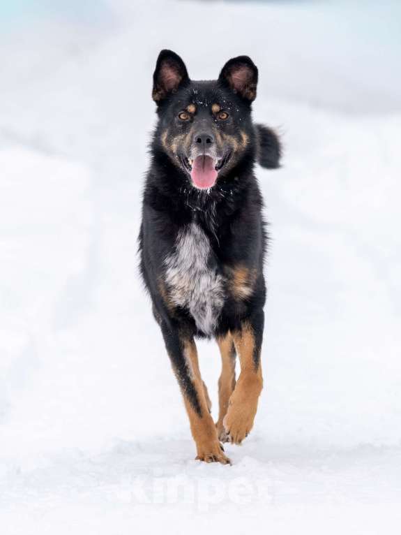 Собаки в других городах Московской области: Ищет дом красавец Мич! Мальчик, Бесплатно - фото 3
