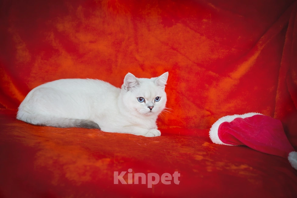 Кошки в Миассе: Голубоглазый парень Мальчик, 50 000 руб. - фото 4