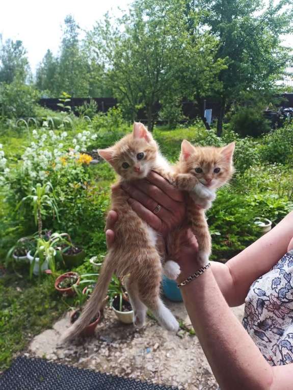 Кошки в Санкт-Петербурге: Две сестрички Девочка, Бесплатно - фото 1