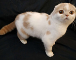 Кошки в Валдае: Кошечка- подросток Девочка, 15 000 руб. - фото 2