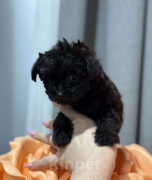 Собаки в Москве: Йоркипу щенок Девочка, 135 000 руб. - фото 2